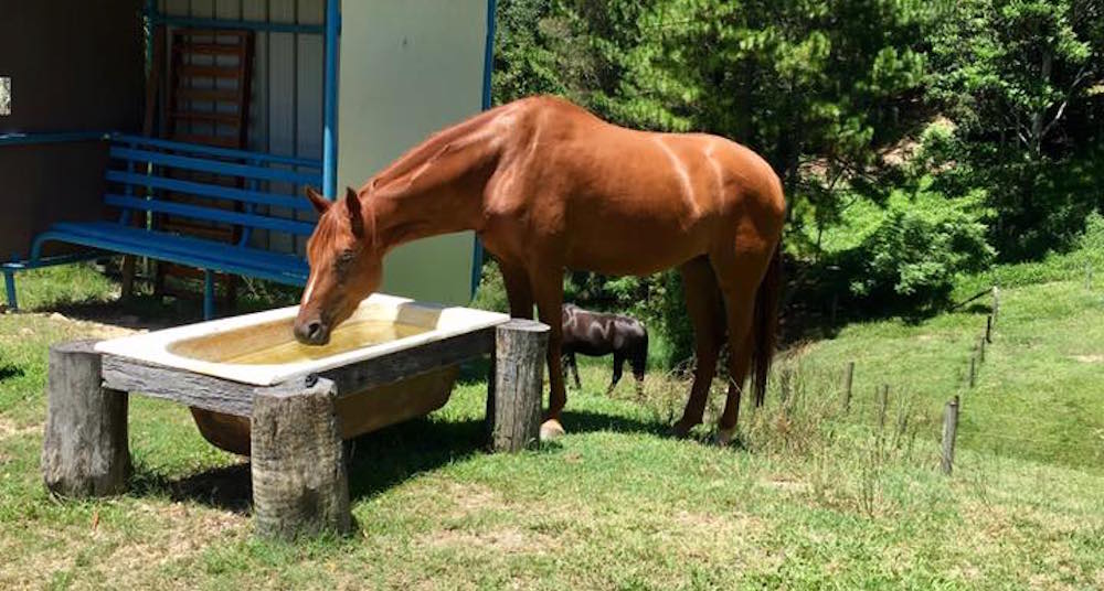 horse at trough farm stay gold coast