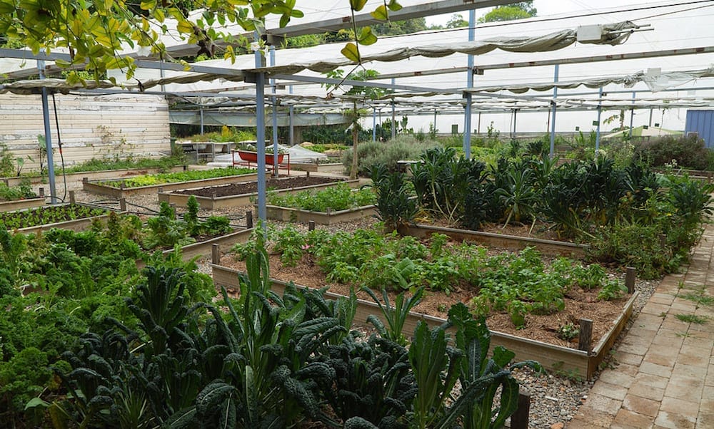 Currumbin Valley Harvest