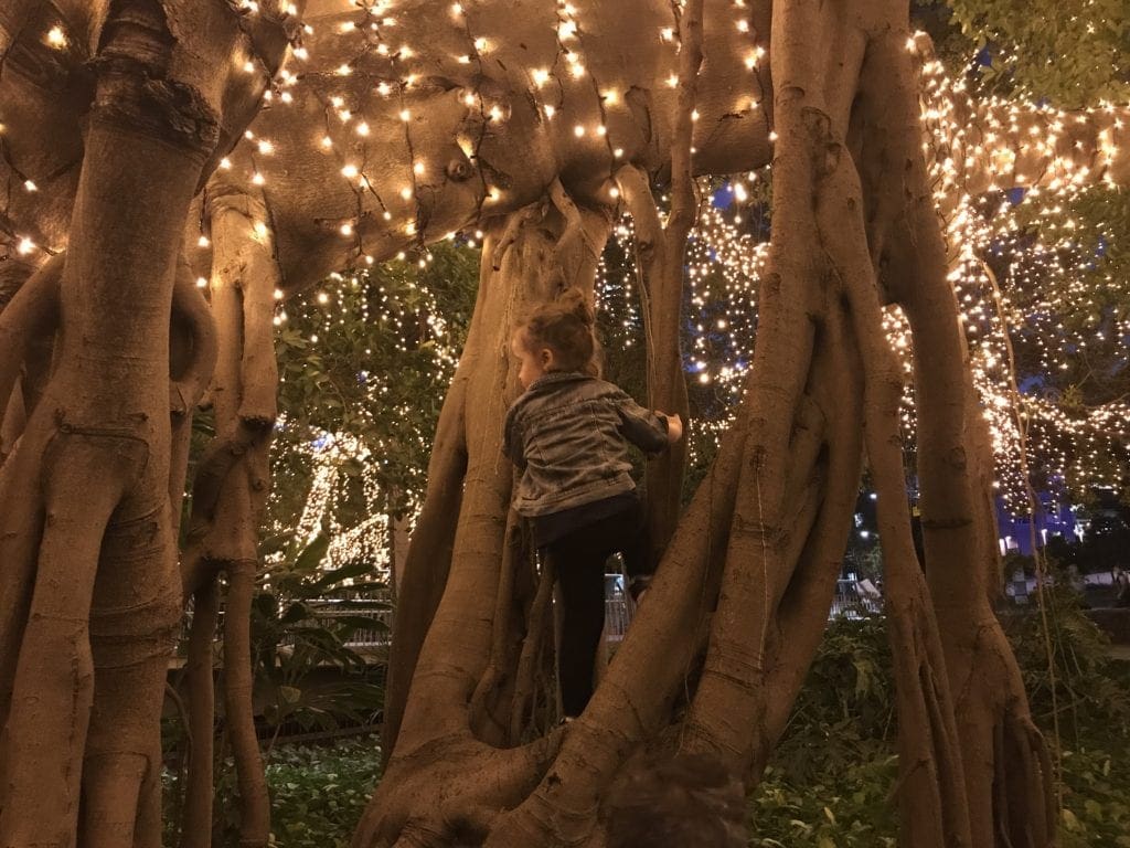 botanic gardens brisbane lights