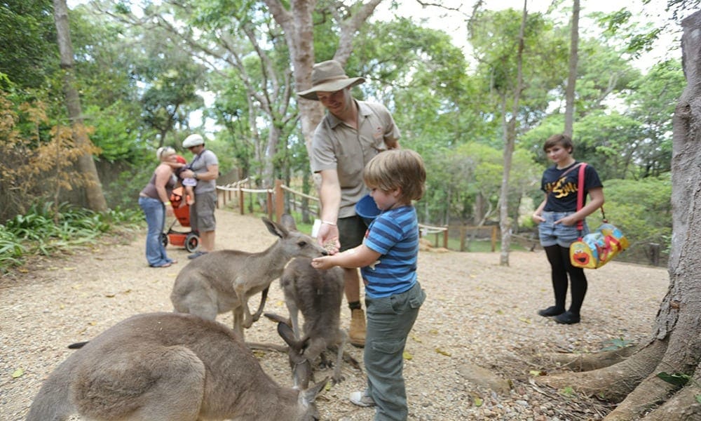 Macadamia Castle kangaroo feeding