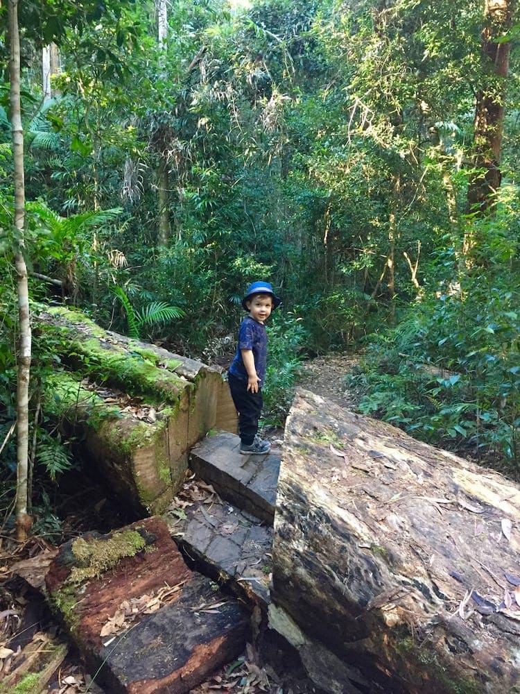 Minyon Falls and The Boggy Creek Walk