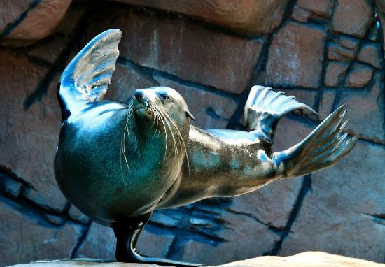 25 Things to do in Noosa with Kids in 2024, Sea Life