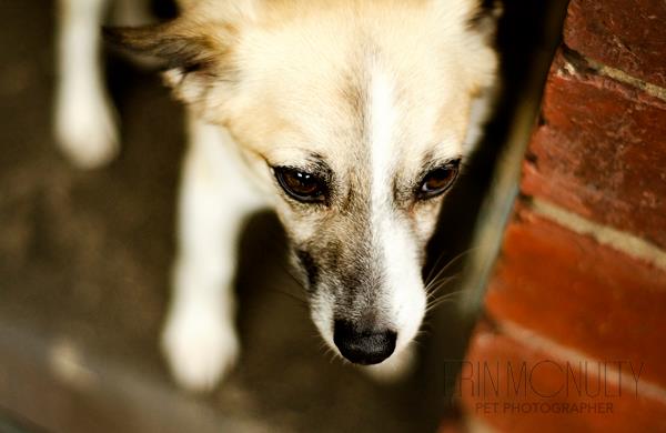 Gold Coast pound closeup