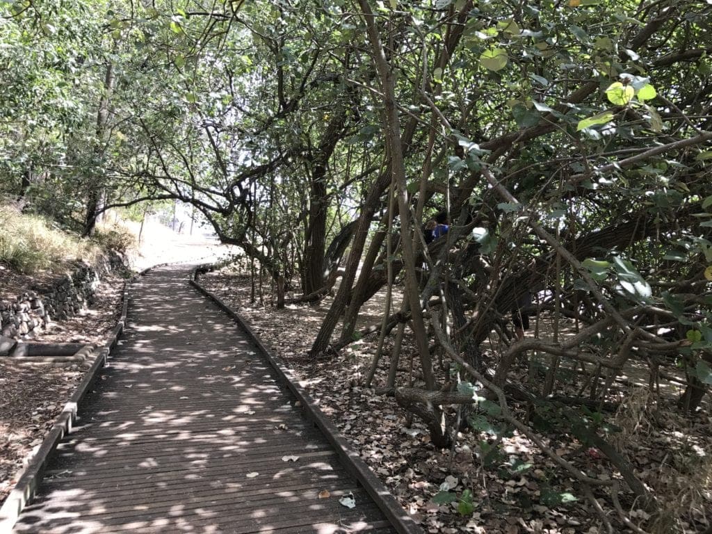 colmslie beach reserve mangroves