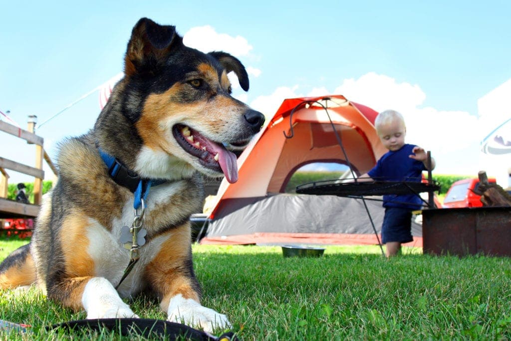 dog friendly camping options