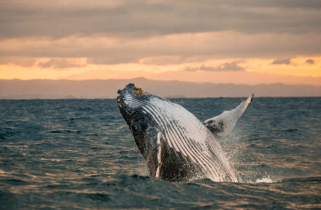 whale watching sunshine coast