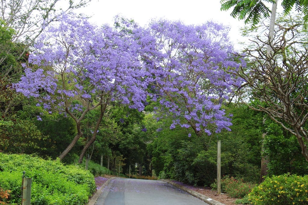 Jacaranda Purple flowering trees