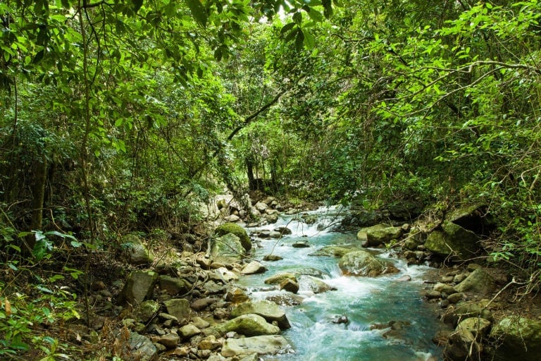 Rainforests Gold Coast The Perfect Day Out for Zen Chasers Families
