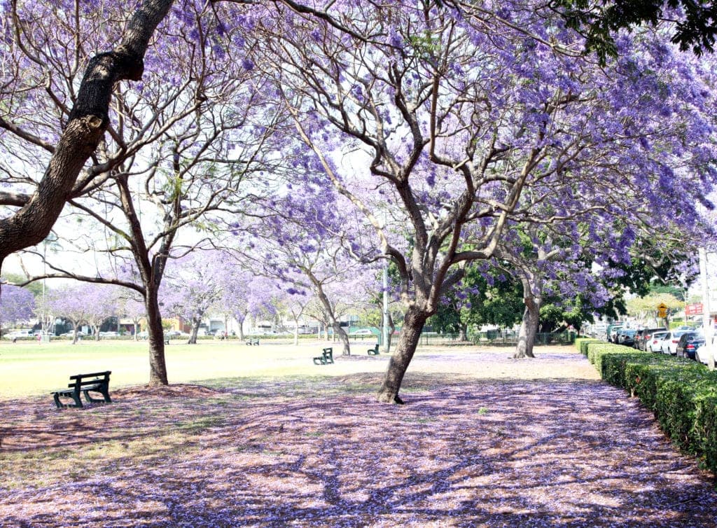 purple flowering trees feature