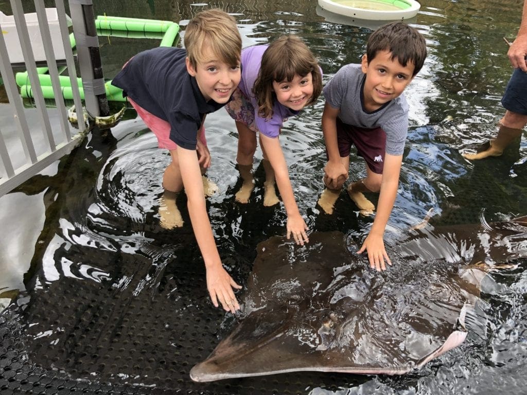 Shark and Ray Gardens in Loganholme is one of the best Aquariums in Brisbane