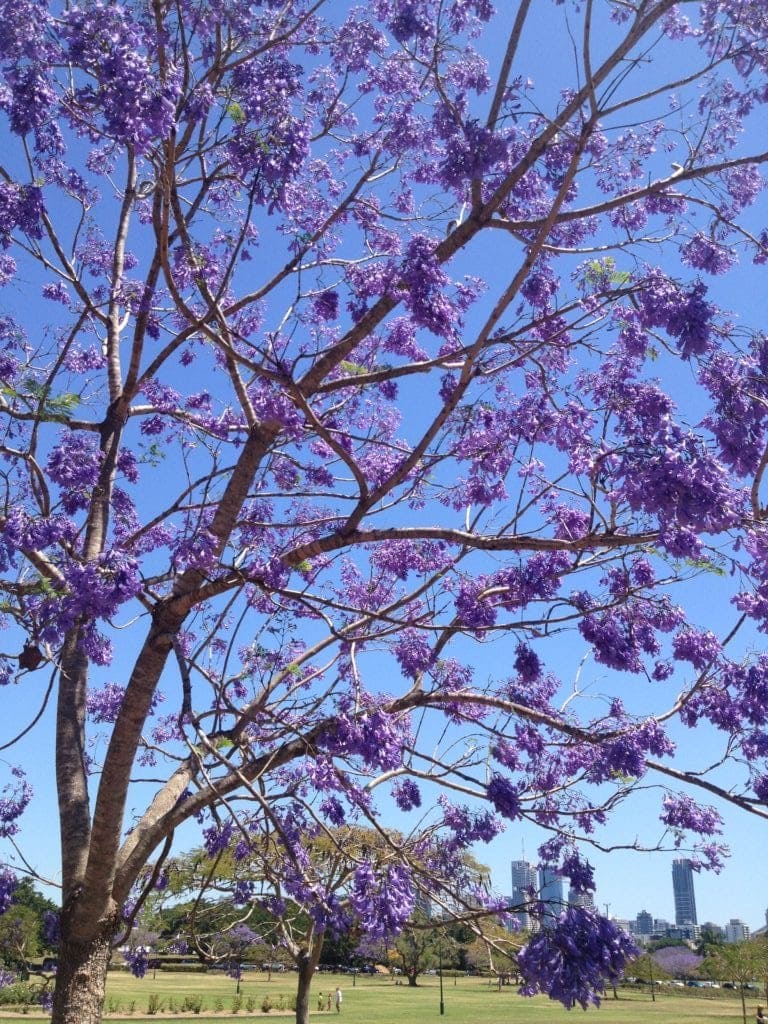 purple flowering trees - new farm park