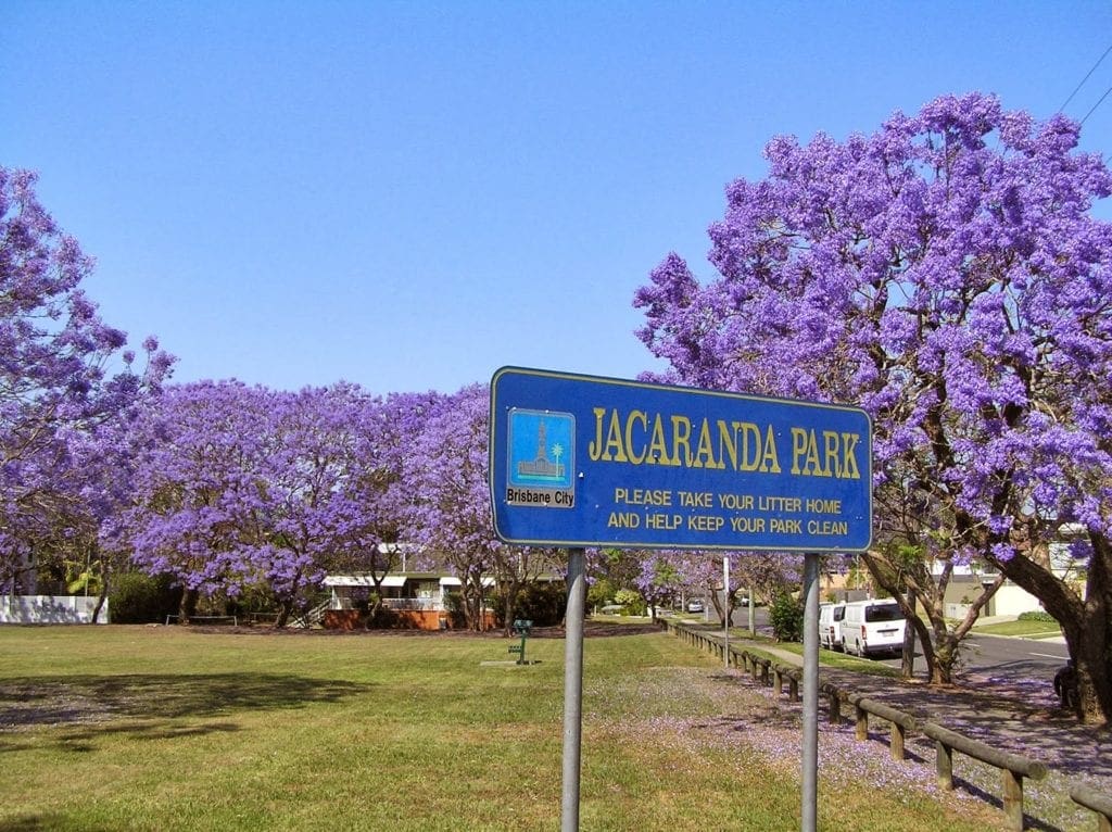 Jacaranda Park Purple flowering trees