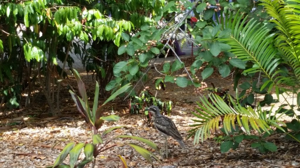 Bird Watching in Brisbane City Botanical Gardens