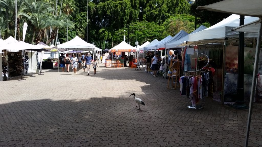 Bin Chicken at the markets in Brisbane City