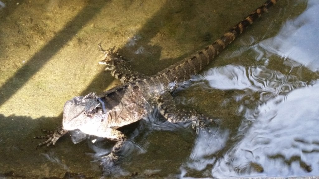 LIzards Swimming at Brisbane City Botanical Gardens