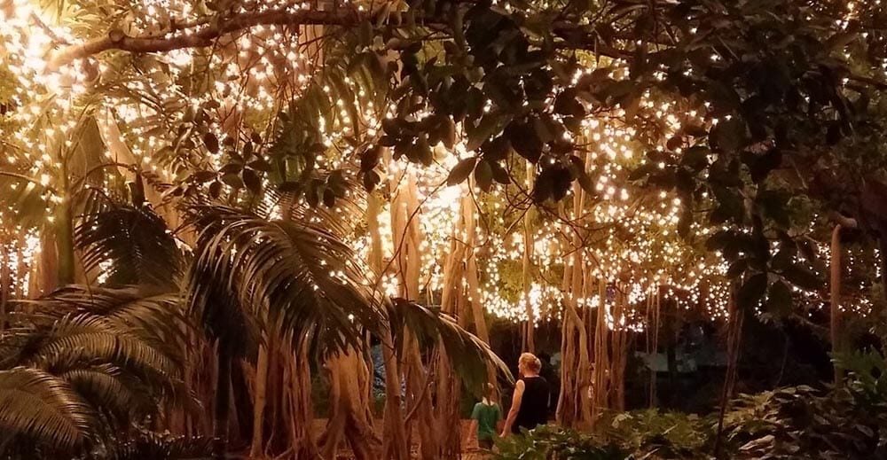 Brisbane City Botanical Gardens Fairy LIghts Display