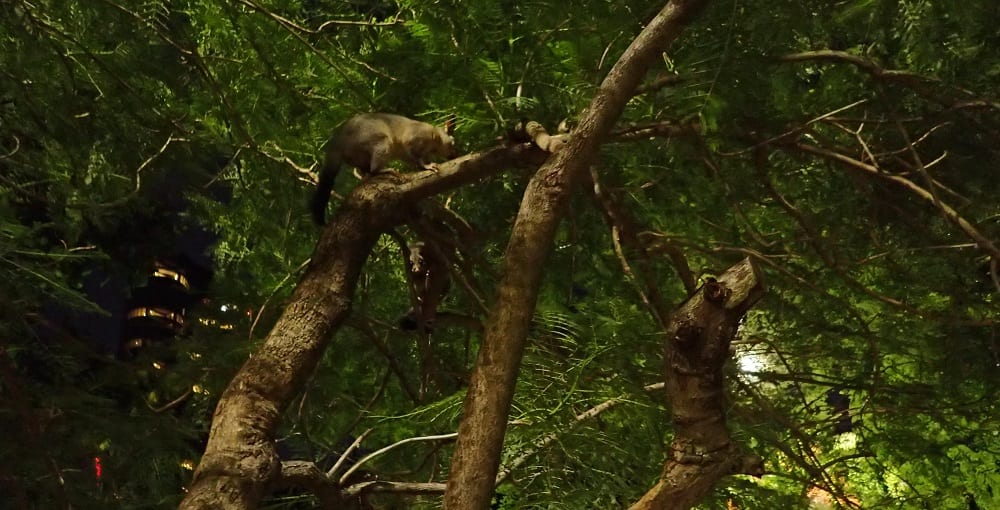 Take Kids Possum Spotting in Brisbane Botanical Gardens