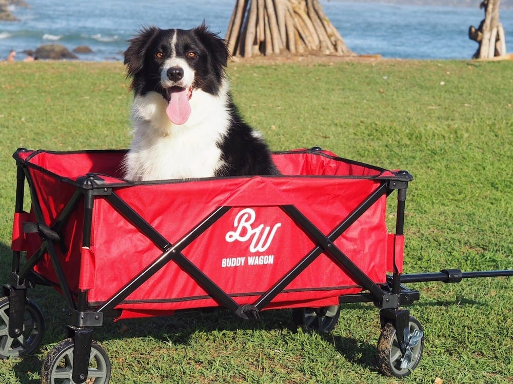 Border Collie sitting in Buddy Wagon