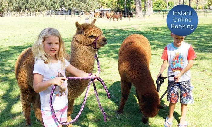 shool holiday cheap days out with alpacas