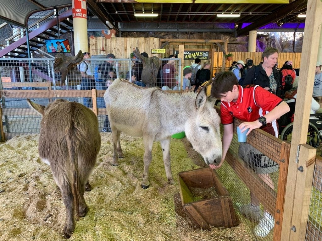 Ekka Donkey