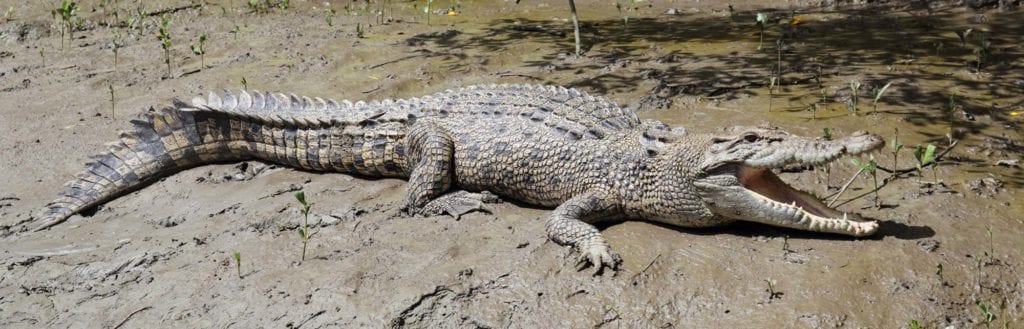 Whitsundays Crocodile Safari