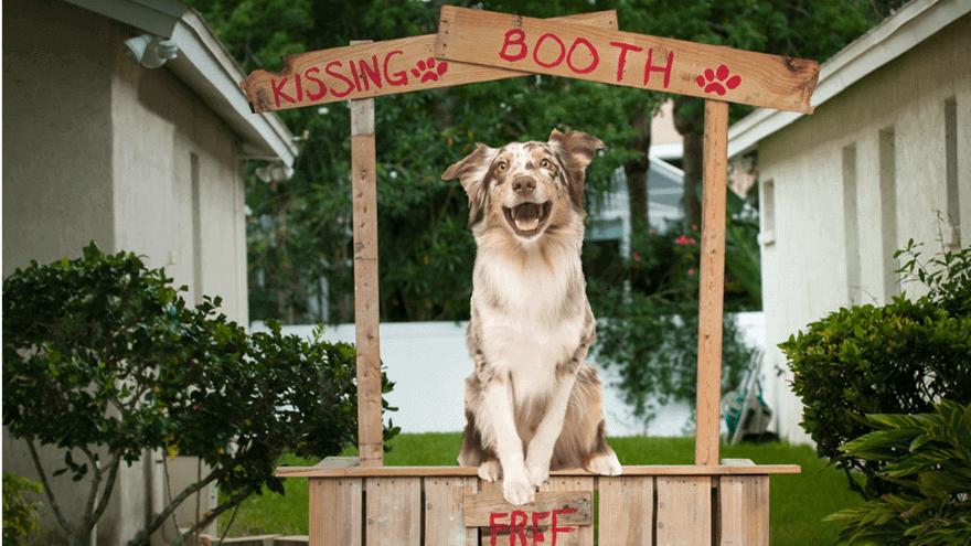 ou had me at woof