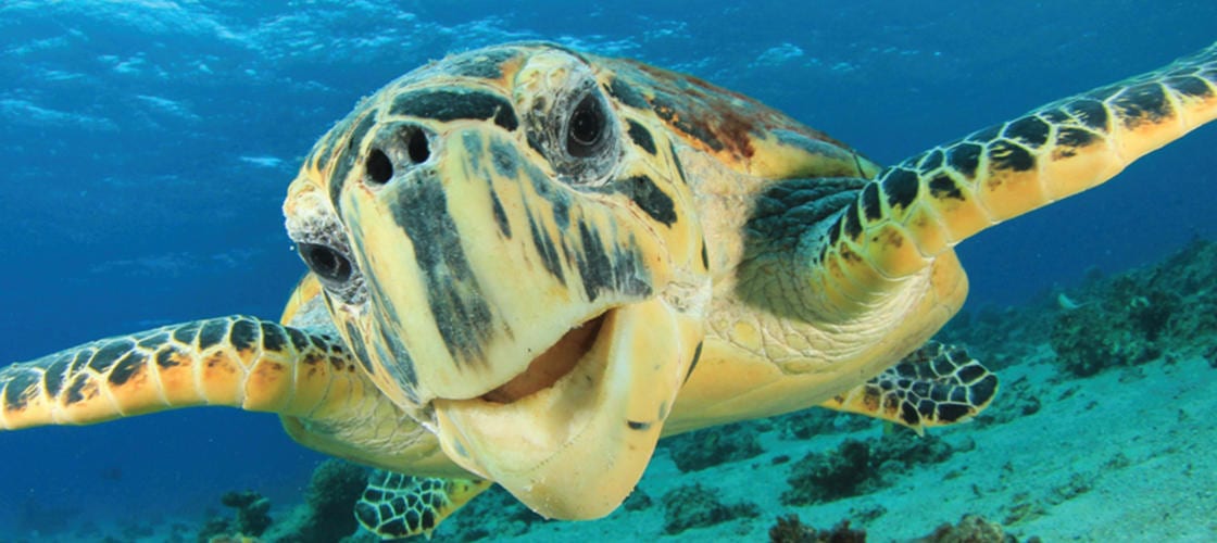 Wildlife Eco Bay Cruise from Airlie Beach