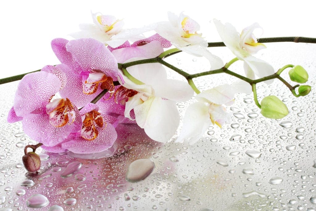 Where to find and grow orchids in Brisbane