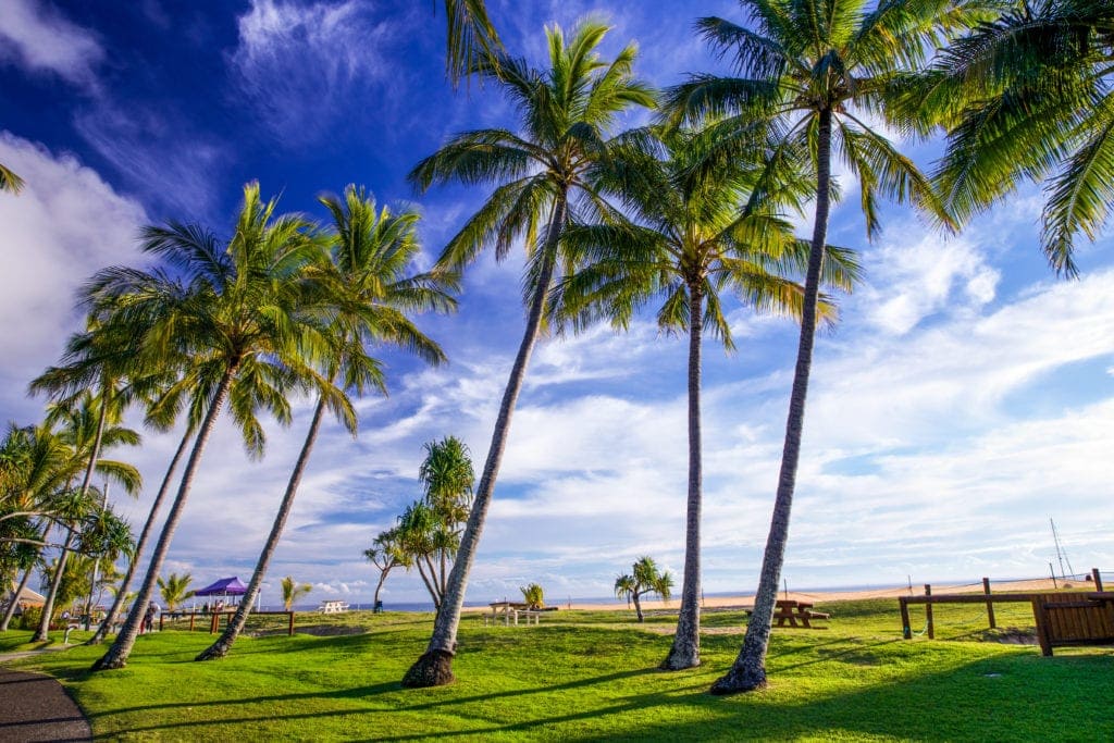 Tangalooma Palm Trees
