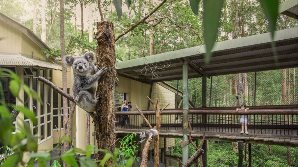 Koala at Daisy Hill