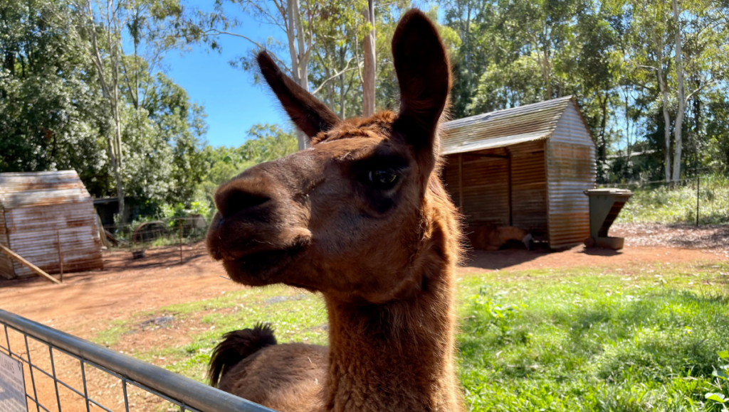 White Ridge Farm Alpaca