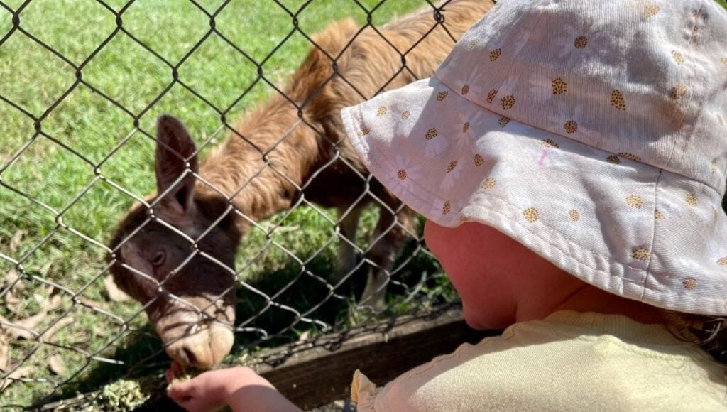 White Ridge Farm Animals