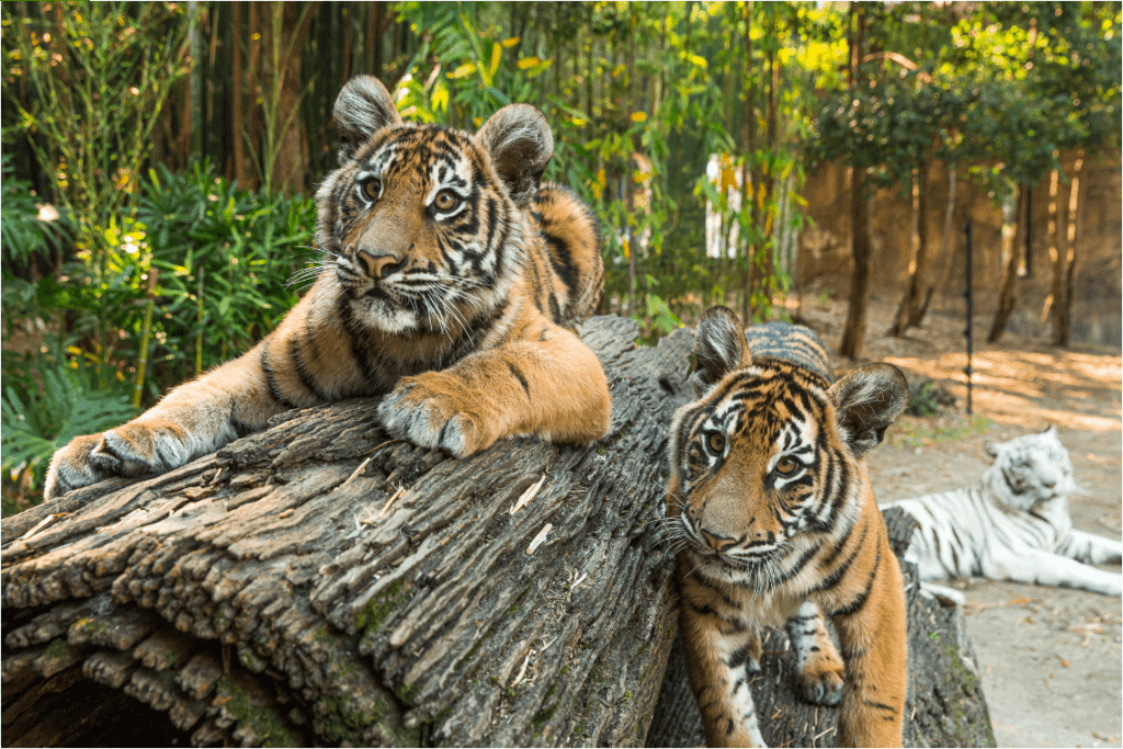 Dreamworld Tigers