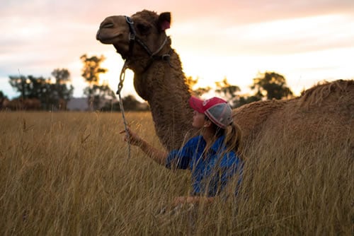 Summer Land Camels