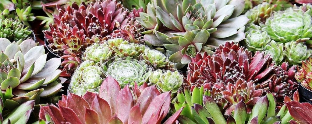 Succulants at Sunday markets Brisbane