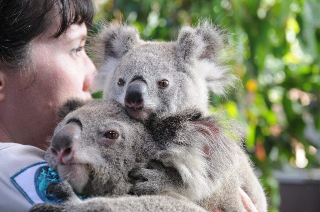 Dreamworld Koala Keeper talks