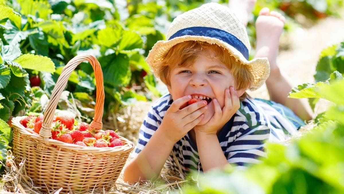 Strawberry Picking Sunshine Coast