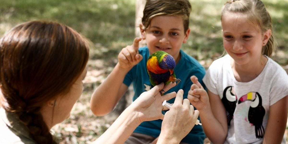 Moving to Brisbane Lone Pine Koala Sanctuary