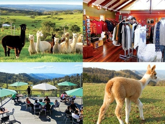 Mountview Alpaca Farm