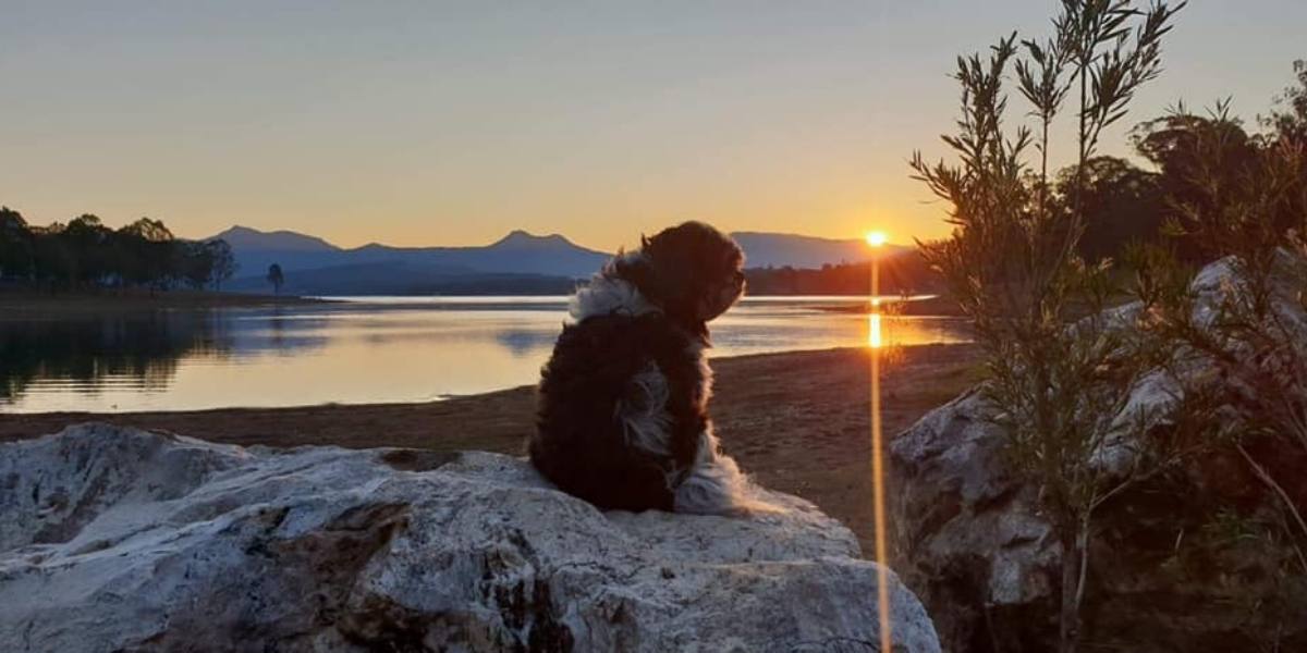 Camp Moogerah Dog Sunset