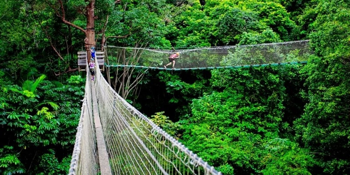 TreeTop Challenge