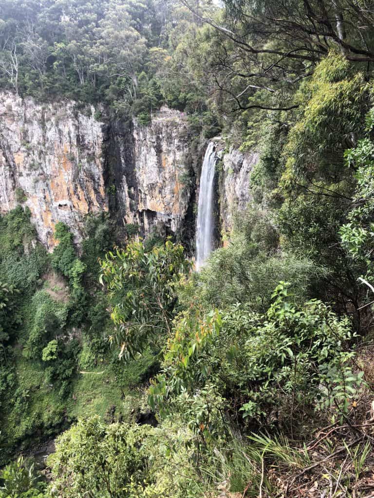 Purling Brook Falls plunging over a tall rainforest cliff in Springbrook National Park, Queensland