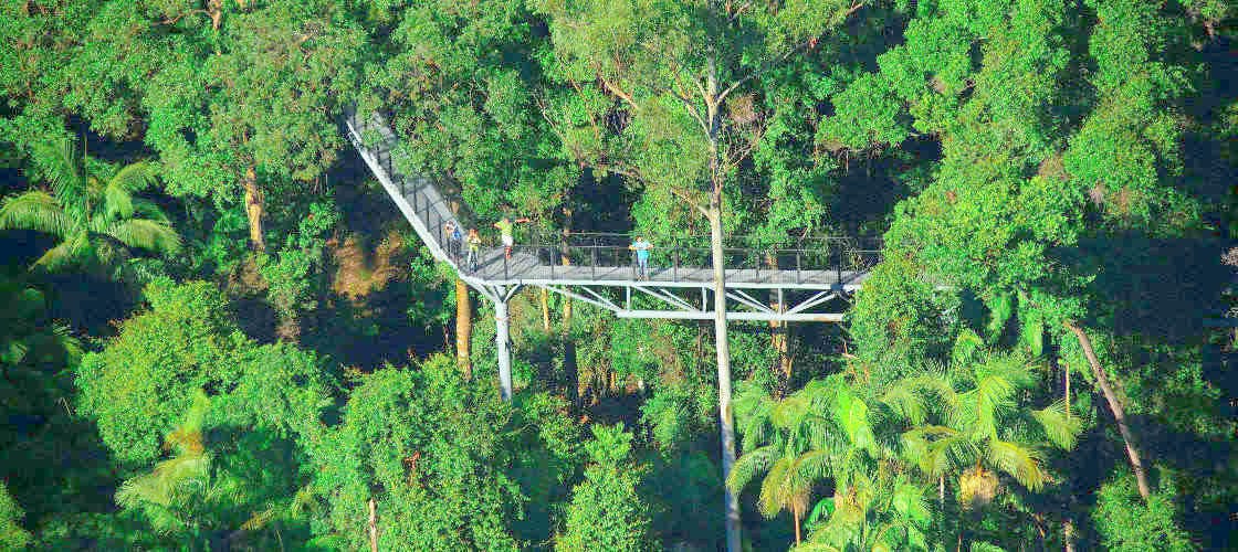 Tamborine Mountain Rainforest Skywalk