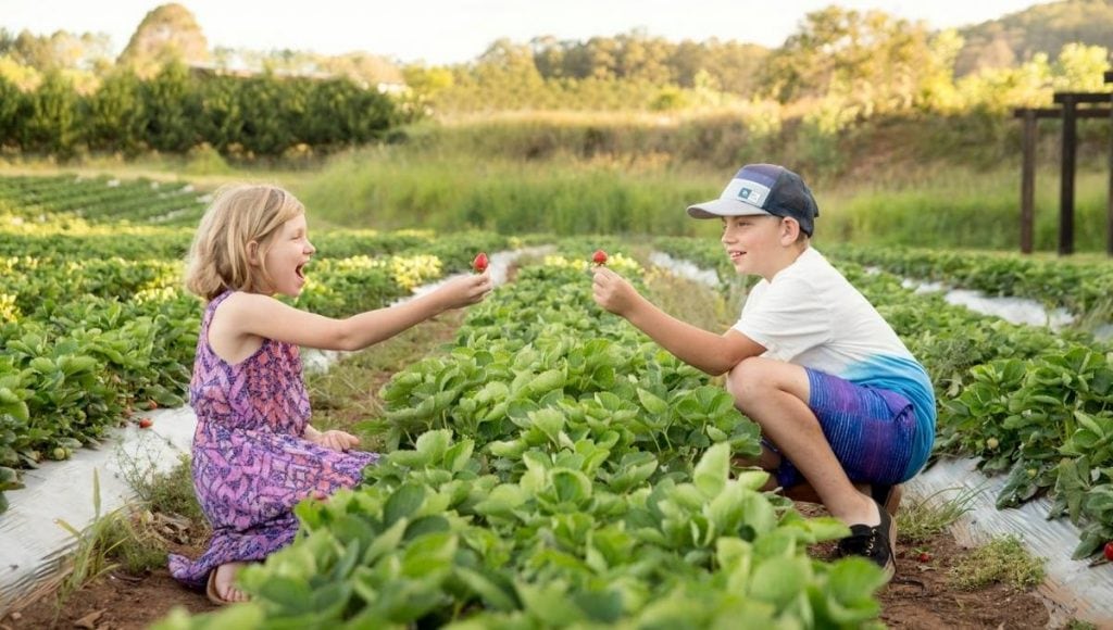 Strawberry Farms Brisbane Two kids picking strawberries at Cooloola Berries