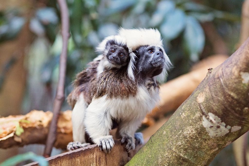 Wildlife HQ Zoo Cotton Top Tamarins