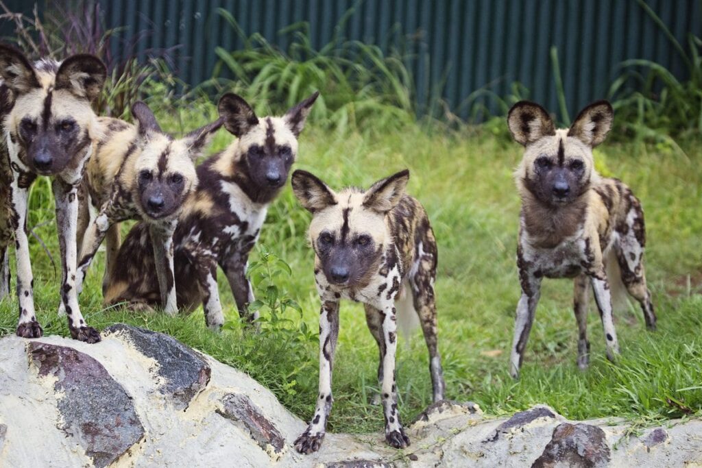 Painted dogs at Wildlife HQ Zoo