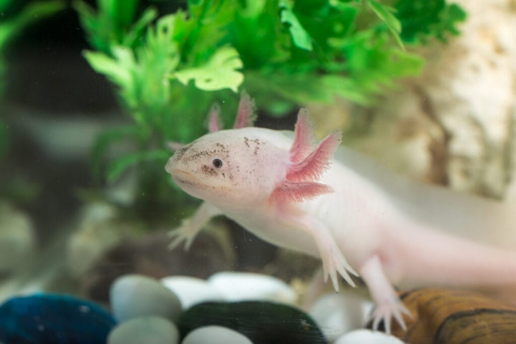 axolotl in aquarium