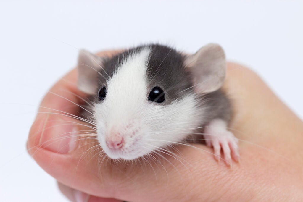 baby pocket pet rat in hand