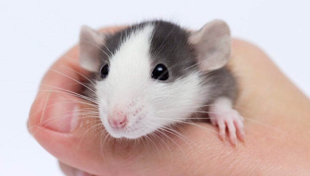 baby pocket pet rat in hand