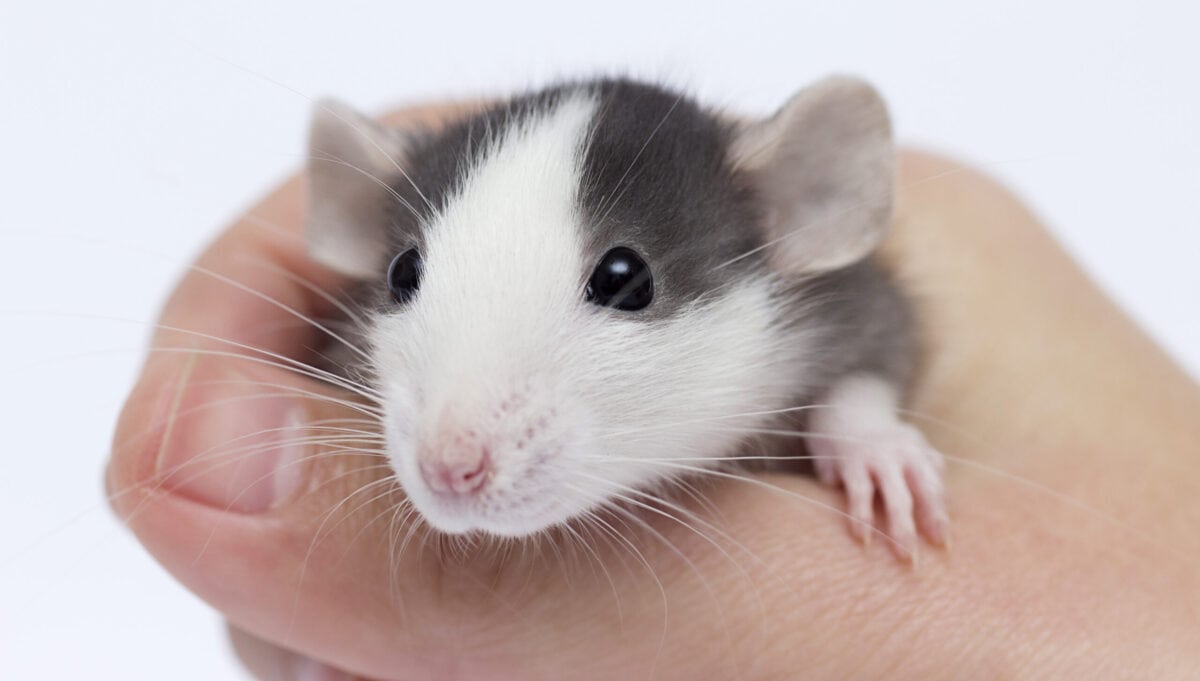 Good small best sale pets to own